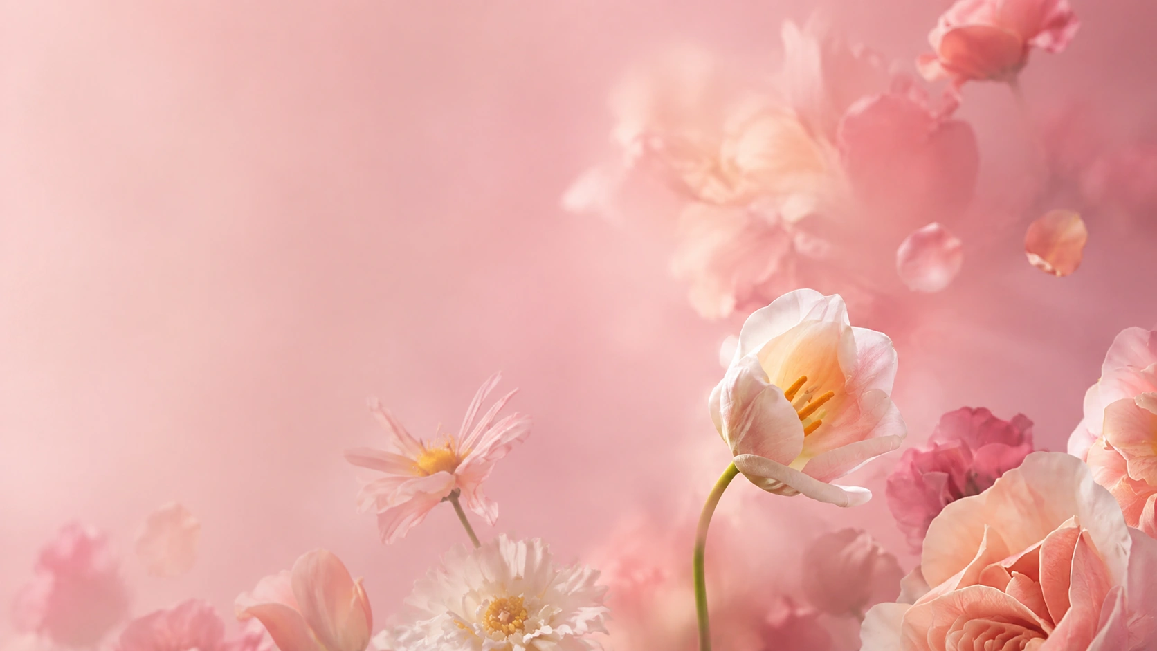 Soft pink and white petals in warm light